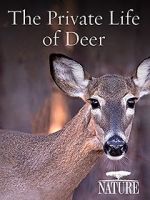 Watch The Private Life of Deer Movie25