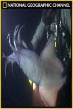 Watch National Geographic Hooked Squid Invasion Movie25