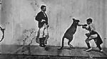 Watch The Boxing Kangaroo (Short 1896) Movie25