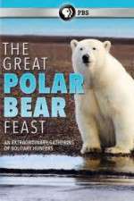 Watch The Great Polar Bear Feast Movie25