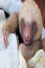 Watch Too Cute! Baby Sloths Movie25