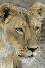 Watch Last Lioness: National Geographic Movie25