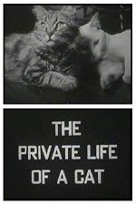 Watch The Private Life of a Cat Movie25