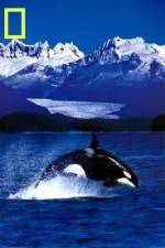 Watch National Geographic Killer Whales Of The Fjord Movie25