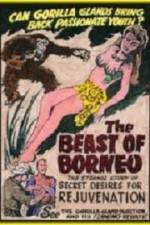 Watch The Beast of Borneo Movie25