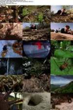 Watch National Geographic Wild - City Of Ants Movie25