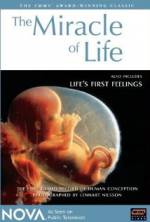 Watch The Miracle of Life Movie25