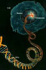Watch Horizon: Miracle Cure? A Decade of the Human Genome Movie25