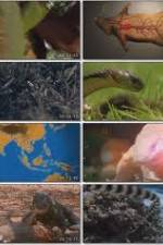 Watch National Geographic Wild : Deadliest Animals Asia Pacific Movie25
