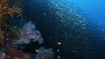 Watch Wild Window: Bejeweled Fishes Movie25