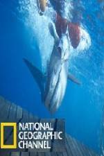 Watch National Geographic Shark Men Surfs Up Movie25
