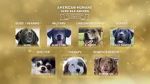 Watch American Humane Hero Dog Awards: 10th Anniversary Celebration (TV Special 2020) Movie25