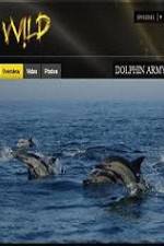 Watch National Geographic Wild Dolphin Army Movie25