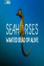 Watch National Geographic - Wild Seahorses Wanted Dead Or Alive Movie25