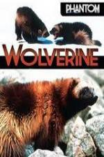 Watch National Geographic  Phantom Wolverine Movie25