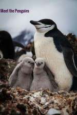 Watch Meet the Penguins Movie25