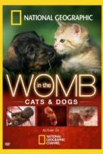 Watch National Geographic In The Womb Cats Movie25