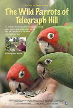 Watch The Wild Parrots of Telegraph Hill Movie25