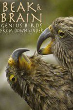 Watch Beak & Brain - Genius Birds from Down Under Movie25