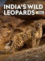 Watch India\'s Wild Leopards (Short 2020) Movie25