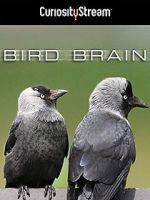 Watch Bird Brain Movie25
