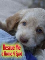 Watch Rescue Me: A Home 4 Spot Movie25