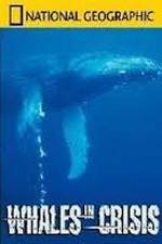 Watch National Geographic: Whales in Crisis Movie25