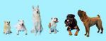 Watch How Dogs Got Their Shapes Movie25
