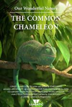 Watch Our Wonderful Nature - The Common Chameleon Movie25