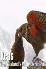 Watch Keas: New Zealand\'s Witty Daredevils Movie25