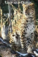 Watch National Geographic Leopard Queen Movie25