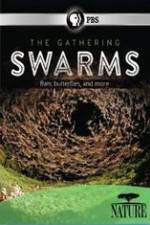 Watch Nature The Gathering Swarms Movie25