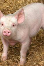 Watch Patent For A Pig: The Big Business of Genetics Movie25