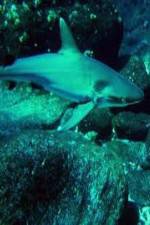 Watch National Geographic: Secret Shark Pits Movie25