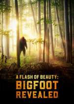 Watch A Flash of Beauty: Bigfoot Revealed Movie25