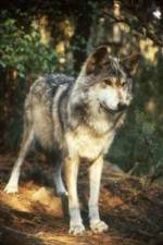 Watch National Geographic Wild - Inside the Wolf Pack Movie25