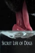 Watch Secret Life of Dog Movie25