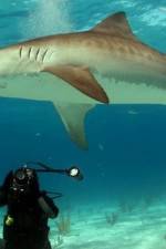 Watch Dive To Tiger Shark Central Movie25