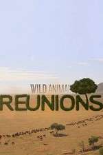 Watch Wild Animal Reunions Movie25