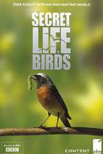 Watch Iolo's Secret Life of Birds Movie25